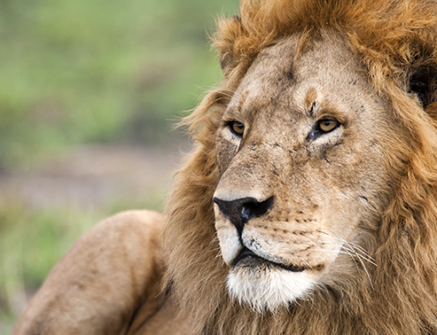 Experience Kenya